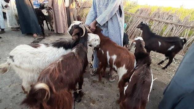 بيع جديان بالمزاد العلني