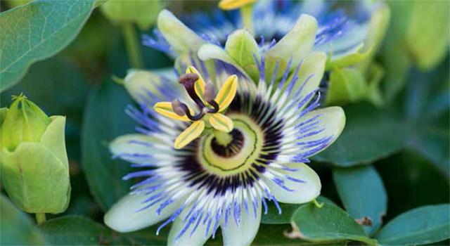 Passionflower power