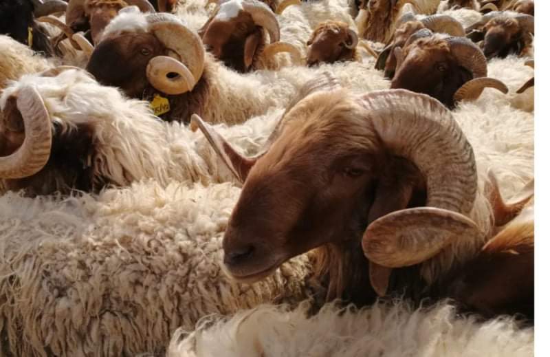 فتح استيراد الأغنام استعدادا لشهر رمضان