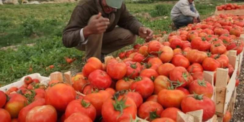 وزير الزراعة :  فرصة استثمارية لـ3 خطوط إنتاج بالأغوار في نيسان