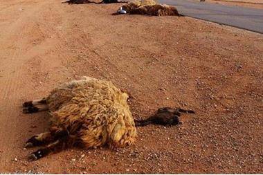 اصابة شخص ونفوق اغنام بانقلاب شاحنة على الصحراوي