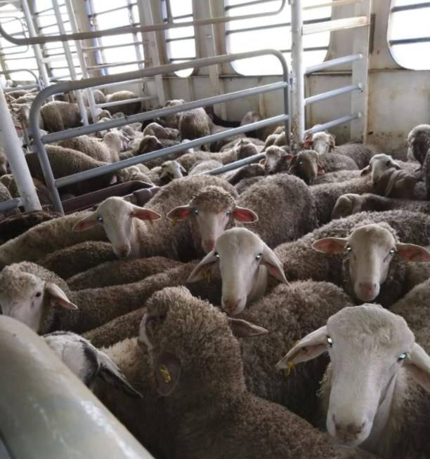 مصر... تمنح الأولوية لسفن ماشية متجهة للأردن