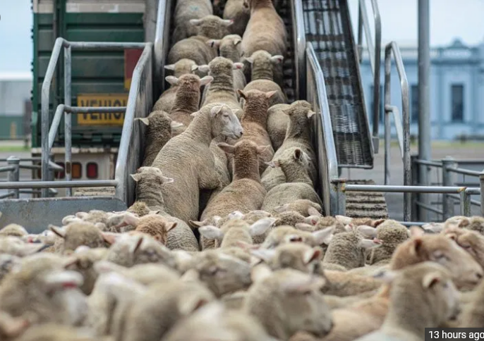 بعد تعويم سفينة السويس... 42 ألف من الأغنام ستصل العقبة خلال 30 ساعة