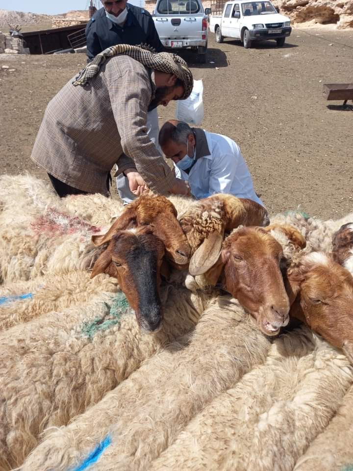 الخالدي : زراعة المفرق تنفذ برنامج التلقيح الصناعي للأغنام