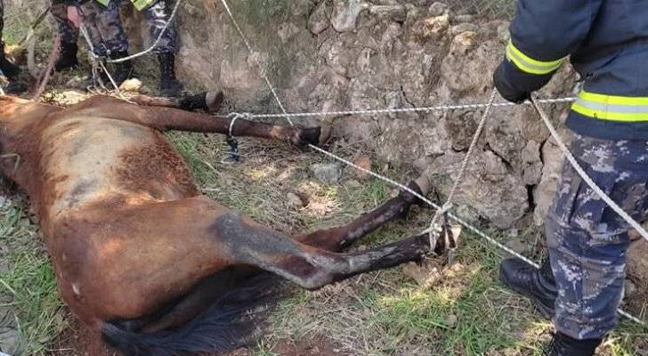الدفاع المدني ينقذ حصان سقط داخل بئر ماء قيد الإنشاء في عمان