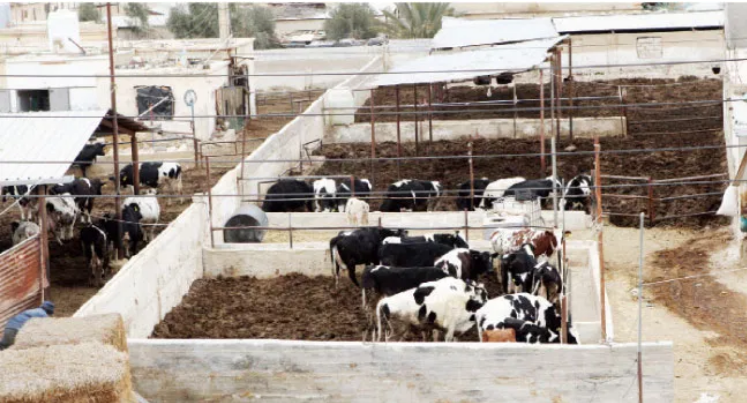 مربو الأبقار يرفضون منح تراخيص استيراد