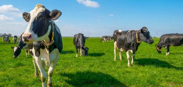 مربو الأبقار يستهجنون تصريحات وزير الزراعة