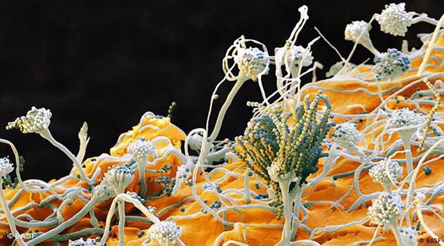 العفن الفطري يحدّ من انتشار فيروس كورونا