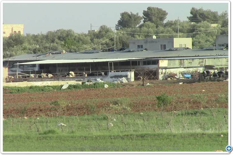 مادبا..سرقة11 عجلا من مزرعة في جرينة الشوابكة اثناء الحظر