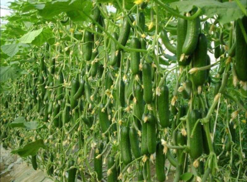 تخفيض صادرات الخيار بعد ارتفاع أسعاره