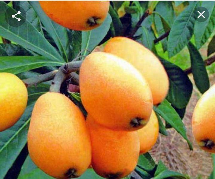 الاسكدنيا... ذات أهمية اقتصادية تنضج بعد انتهاء الثمار الشتوية