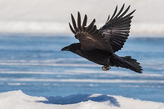 الغراب لص ذكي يثير جدل الشارع العقباوي