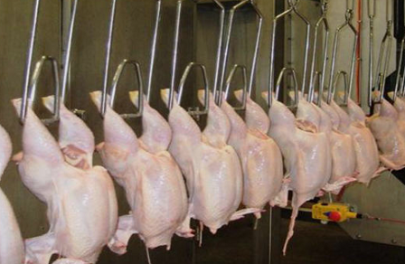 مدير مسلخ عمان: دجاجنا ليس محقوناً بالماء و هذه الإجراءات المتبعة لدينا