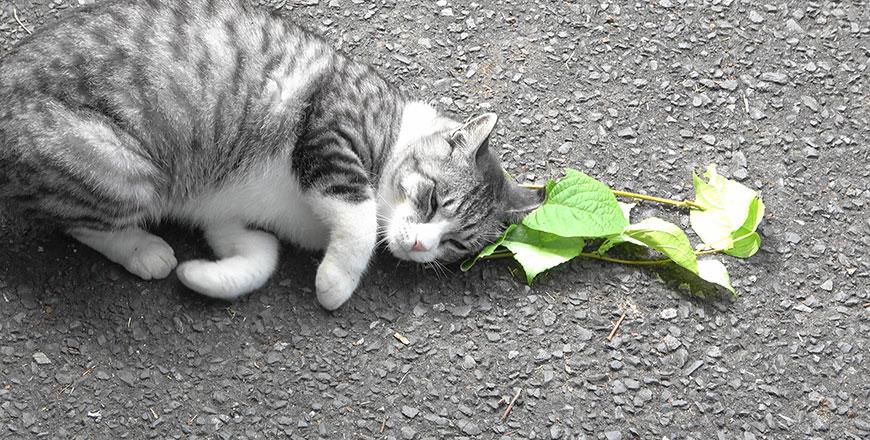 Catnip, silver vine leave kitties feline groovy, wards off mosquitoes