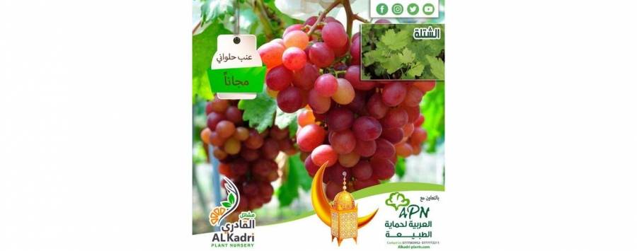 مبادرة لتوزيع 35 ألف شتلة مجاناً