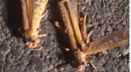 الجراد الصحراوي يصل الرويشد