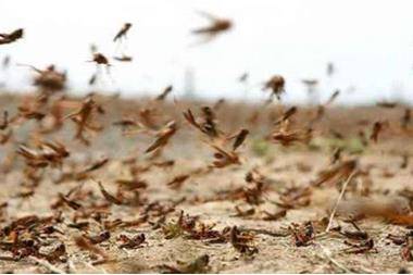 زراعة الطفيلة تؤكد استعدادها لمكافحة اسراب الجراد