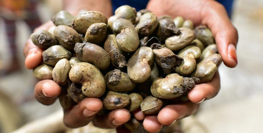 Africa cashew nut farmers not reaping benefits — UN agency