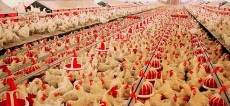 الحنيفات: اتفاق على ضبط أسعار الدجاج