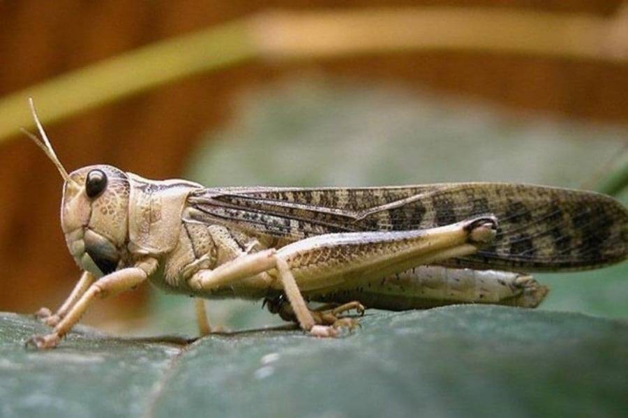 تقرير حالة الجراد في المملكة