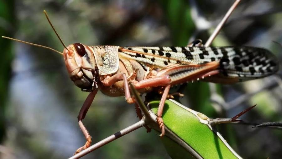 باستثناء الشمال ! انتشار اسراب من الجراد في كافة محافظات المملكة