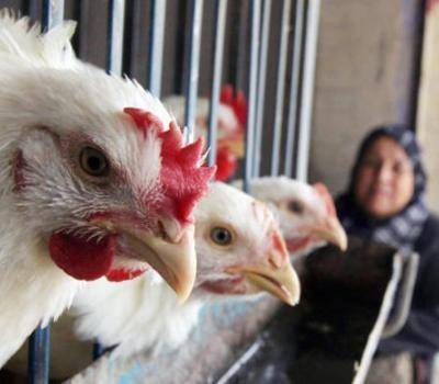 مخالفة مول للمغالاة باسعار الدواجن