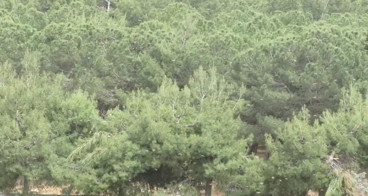 انتشار الجراد في جنوب غرب عمان ...فيديو