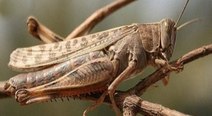 الزراعة للأردنيين: لا تلمسوا الجراد لأنه مرشوش