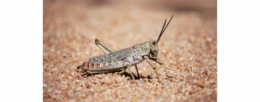 الزراعة: حركة الرياح تدفع الجراد إلى مناطق بالمملكة