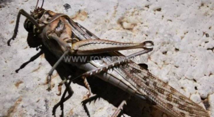 مركز الأزمات.. لا داعي للفزع في حال دخول الجراد للمدن