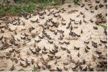 تواصل عمليات مكافحة الجراد في الازرق بعد دخول اسراب جديدة