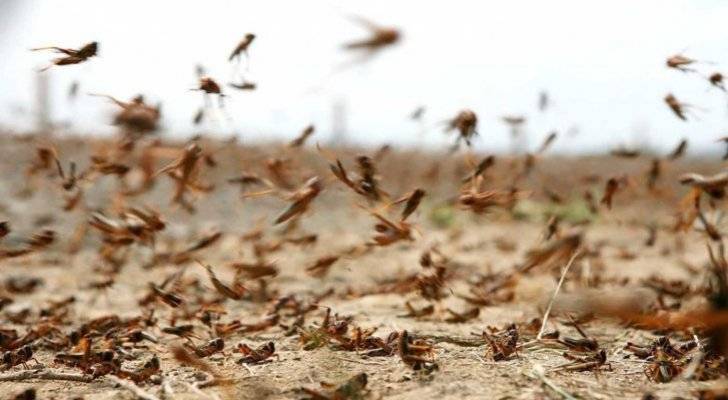 اخر التطورات حول حالة الجراد في المملكة