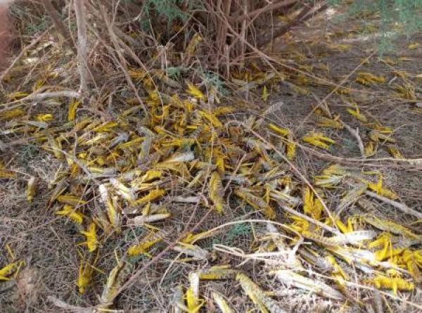 الزراعة : احتمالية دخول أسراب جراد جديدة قائمة