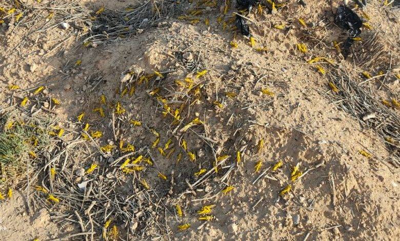 اسراب من الجراد تغزو مزارع التفاح في الشوبك