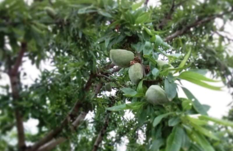 جرش: مئات المزارع لا يستفيد أصحابها من ثمارها لغياب الطرق الزراعية