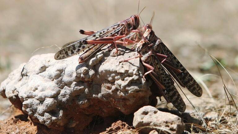 الزراعة تنشر إجراءات الرش للوقاية من الجراد