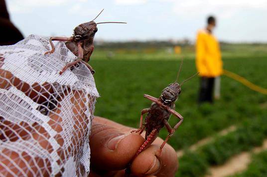 وزير الزراعة : الخسائر بالمزروعات نتيجة الجراد نحو 5