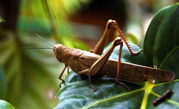 الزراعة: نجاح عمليات مكافحة الجراد بواقع 95