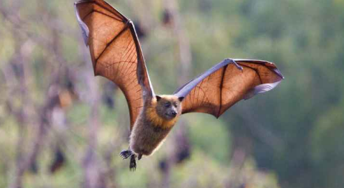 اكتشاف فيروس كورونا جديد يعيش في الخفافيش البريطانية