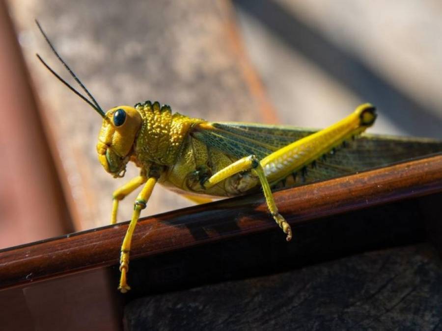 وزارة الزراعة: حركة الرياح نهارا تبقي احتمالية متوسطة لدخول الجراد اليوم