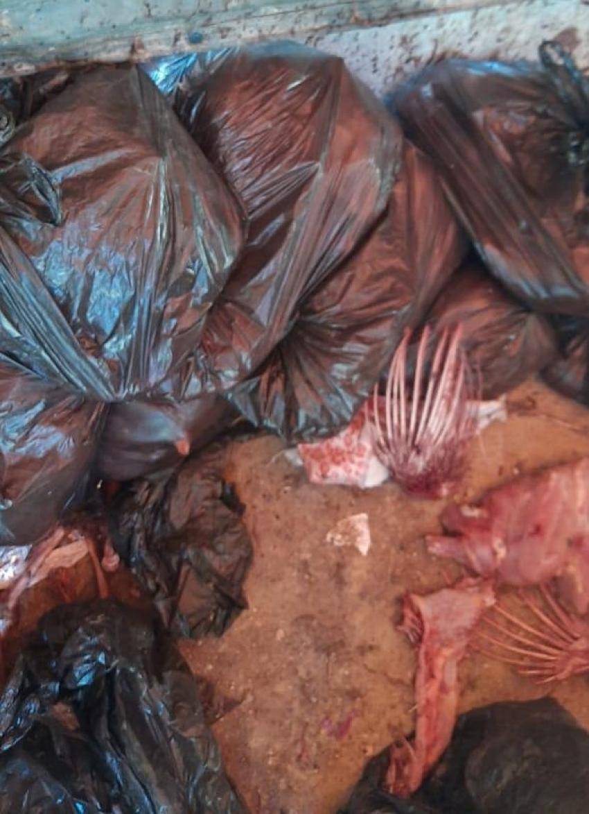 إتلاف 400 كغم دواجن مخالفة في بسطة بالزرقاء