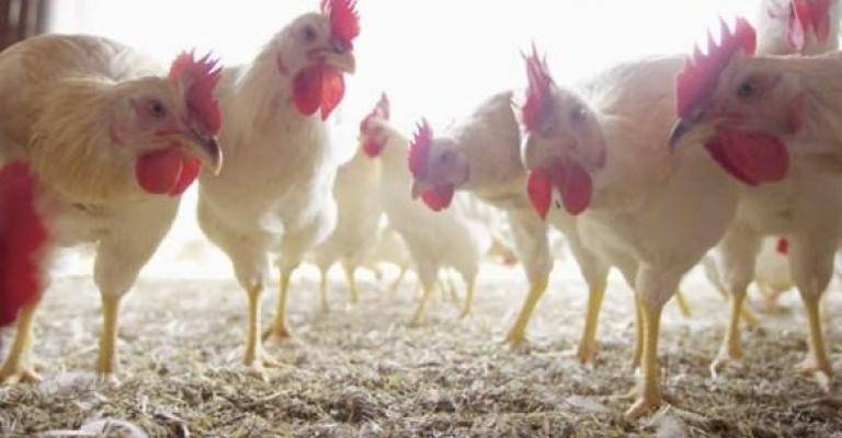 مطالب برفع السقوف السعرية للدجاج المحلي اسوة بالمستورد