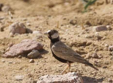 تسجيل جديد لطائر القبرة العصفورية في مرصد طيور العقبة