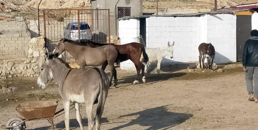 PETA clinic tends to Petra’s beasts of burden