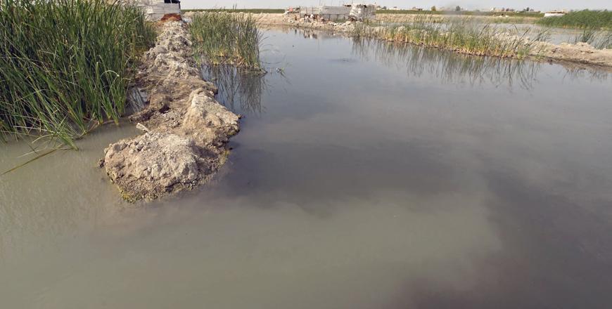 Ancient Mesopotamian marshes threatened by Iraqi sewage, pollutants