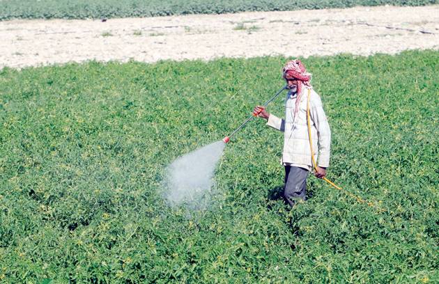 جرش :40 تراجع الزراعات الصيفية