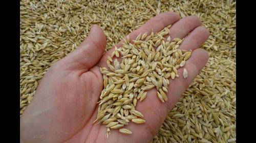 الصناعة و التجارة تُحقق بنقص 3421 طن من الشعير في مركز أعلاف مأدبا