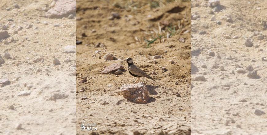 Aqaba Bird Observatory spots rare species