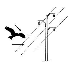 انقطاع الكهرباء بسبب حوادث الطيور المهاجرة.... صور