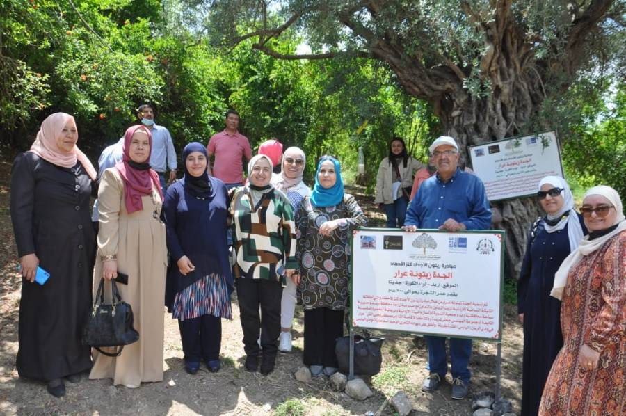 اطلاق اسم  الجدة الزيتونه  عرار   على اقدم اشجار الزيتون المعمرة  في لواء الكورة 